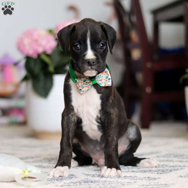 Finley, Boxer Puppy